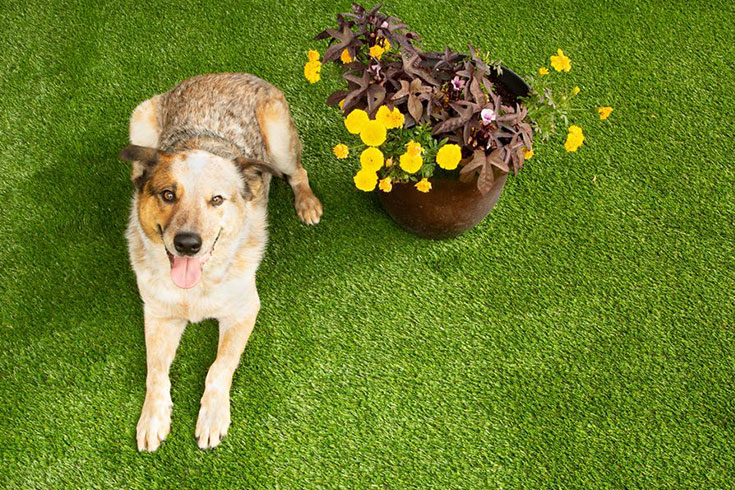 What S The Best Flooring For Dogs Flooring Inc