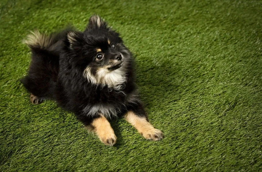 Bow Wow Turf Rolls