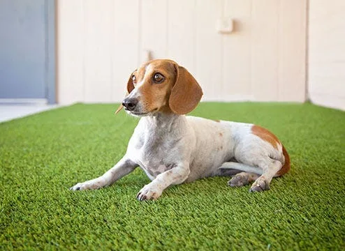 Pet Turf Rolls